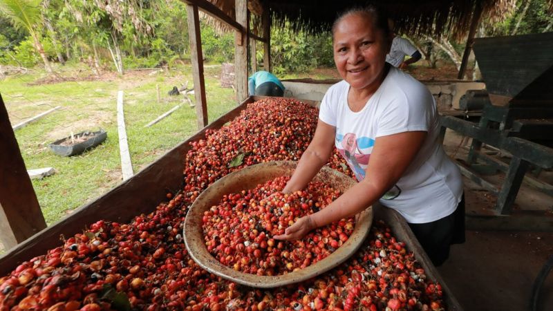 Produtora rural com colheita de guaraná